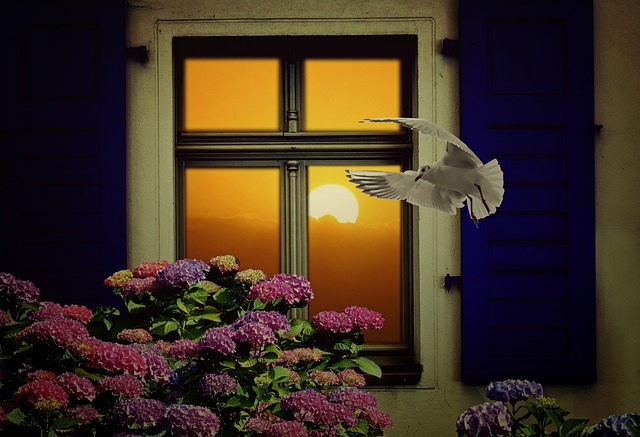 květina, okno, holubice