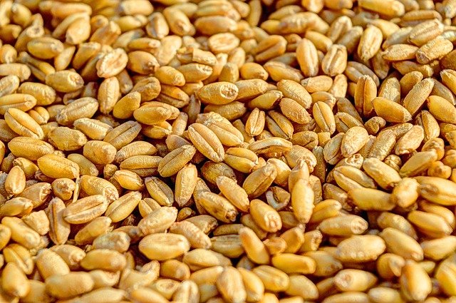 semena pšenice.jpg