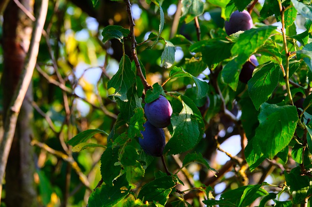 Plody-švestky na stromě